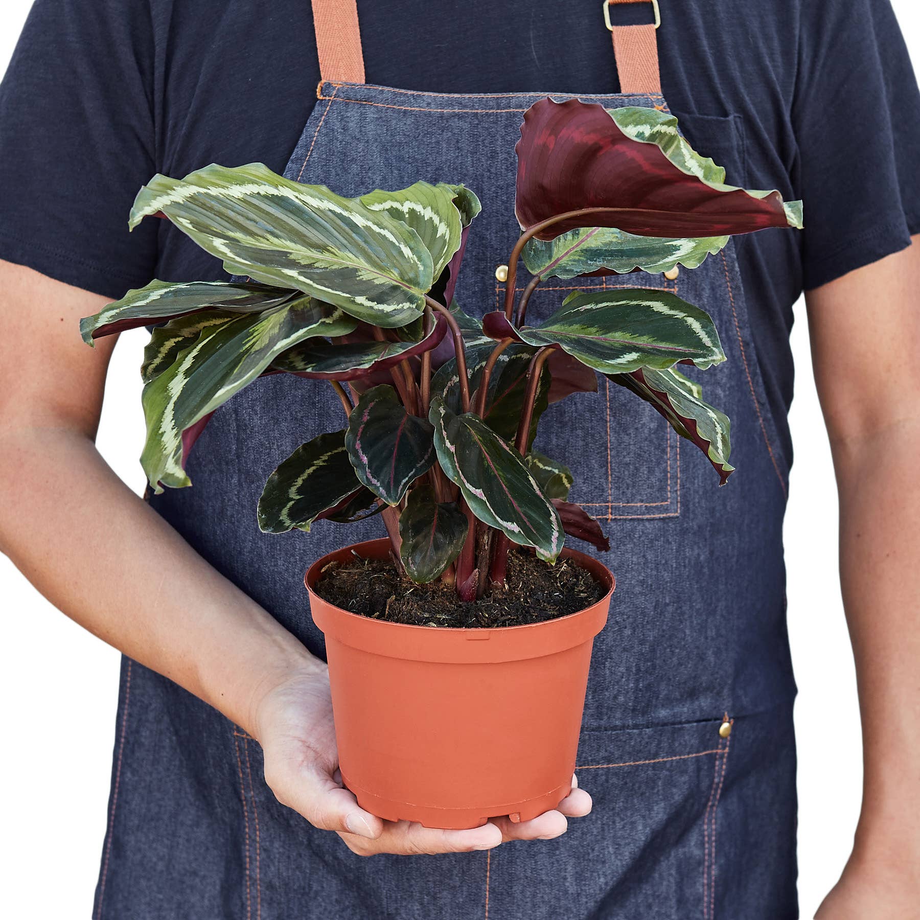 CALATHEA MEDALLION 6-inch