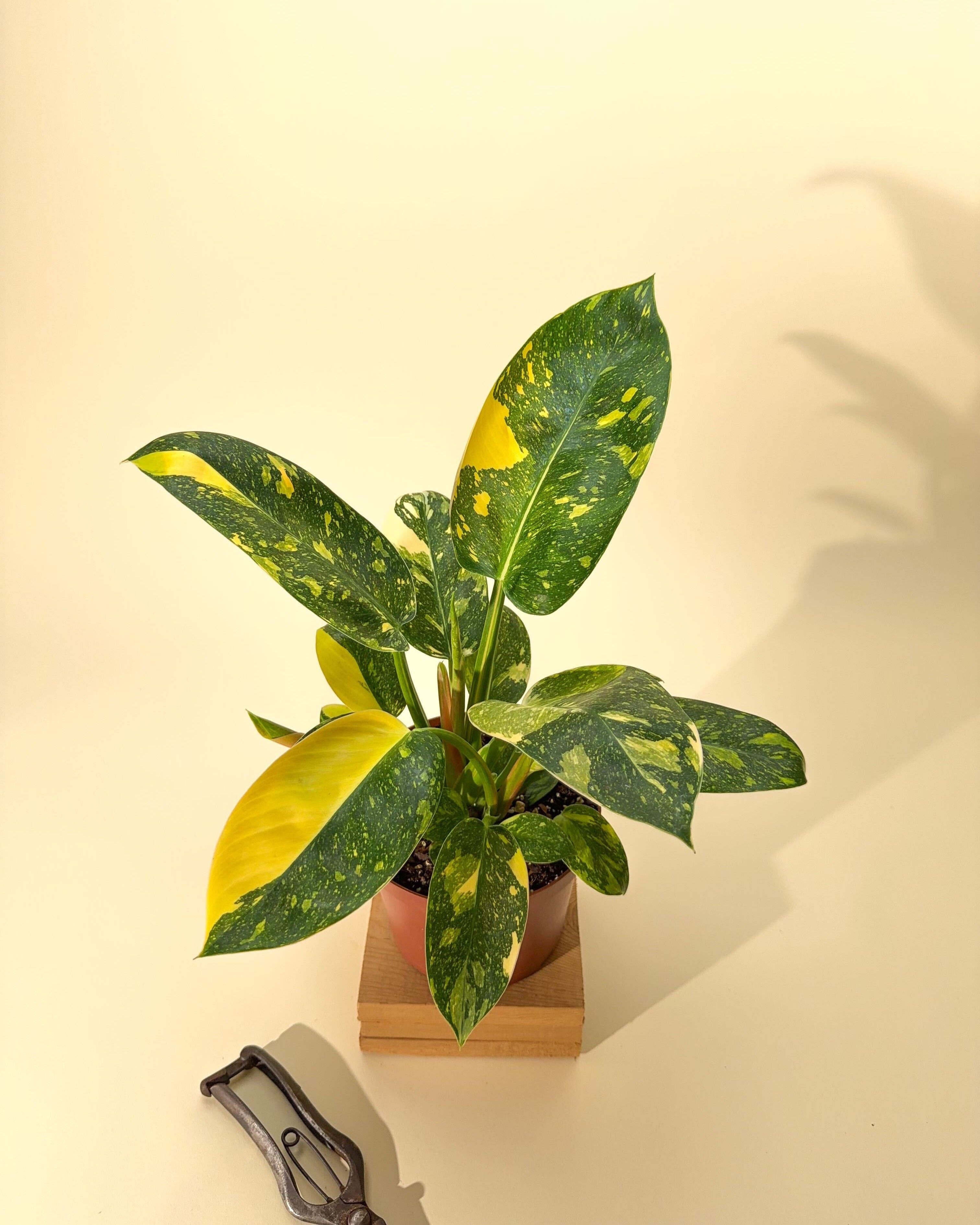 6" Variegated Philodendron Green Congo 'Copper Flame'