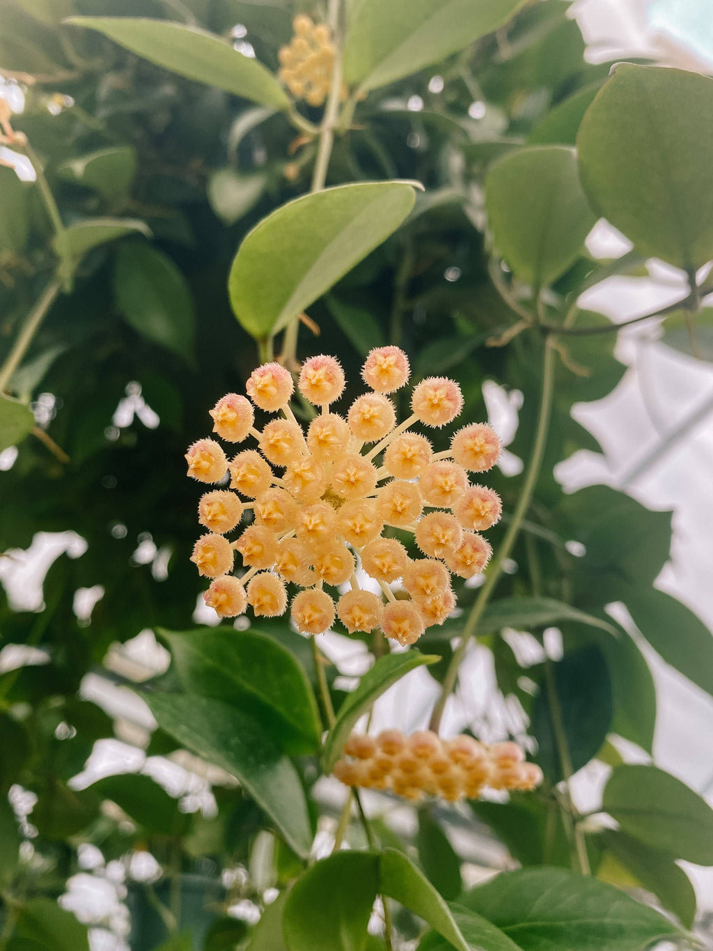 4" Hoya 'Sunrise'