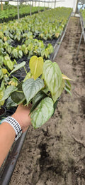 4" Philodendron 'Brandi'