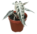 Alocasia Bambino