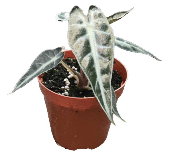 Alocasia Bambino
