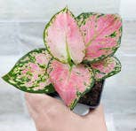 Aglaonema Star Pink 2.5"