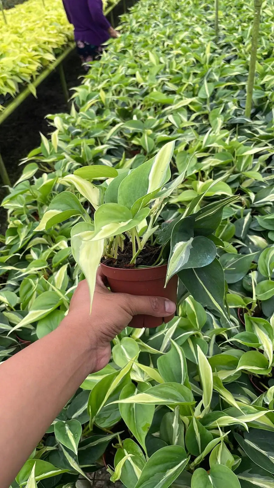 4" Philodendron 'Rio'