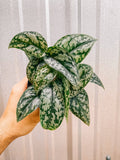 4" Scindapsus 'Silver Lady'