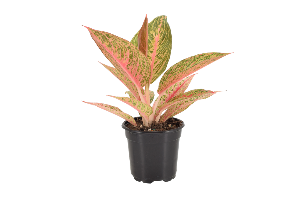 Aglaonema Red Legacy 4 inch Grower Pot