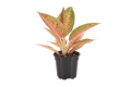 Aglaonema Red Legacy 4 inch Grower Pot