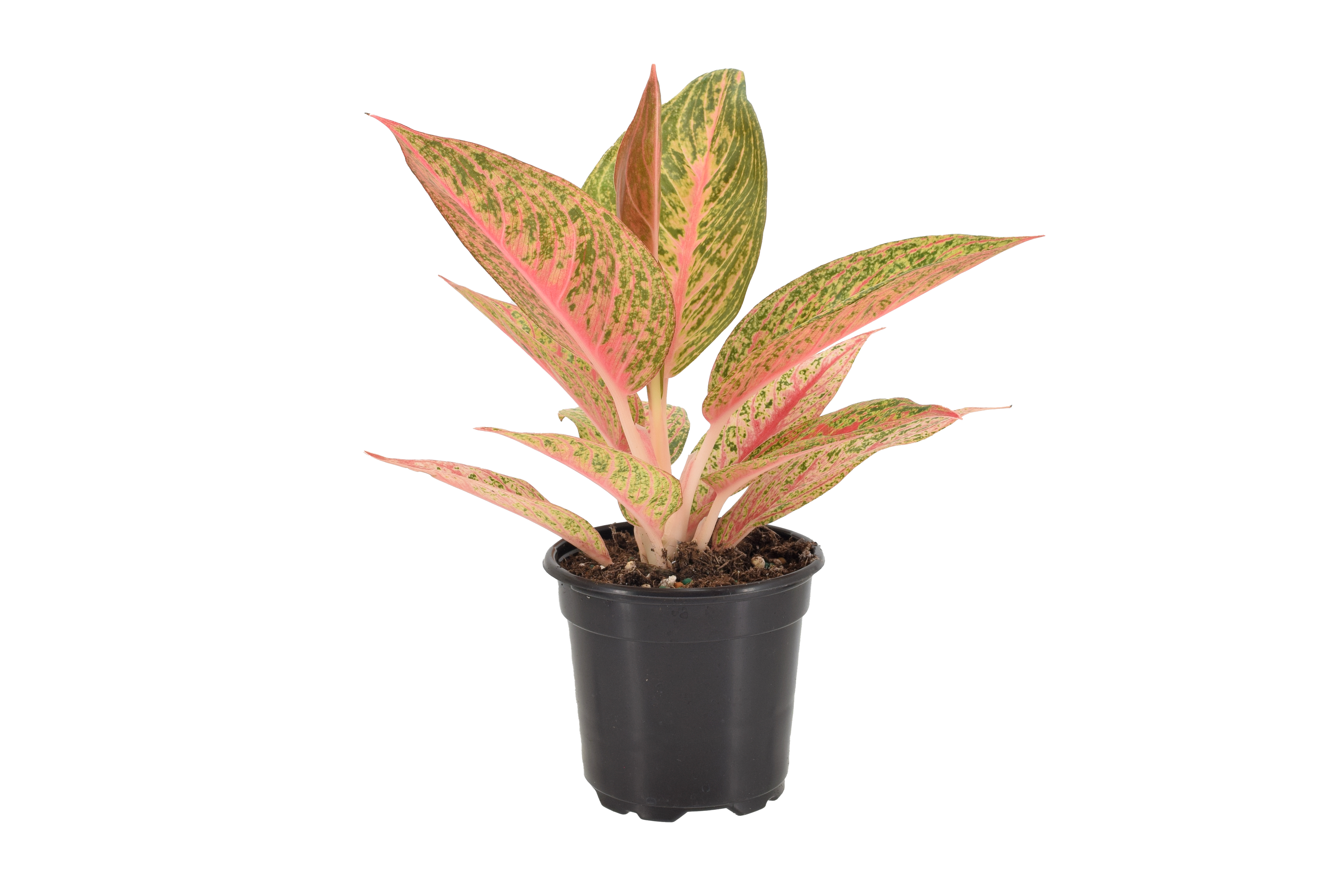 Aglaonema Red Legacy 4 inch Grower Pot