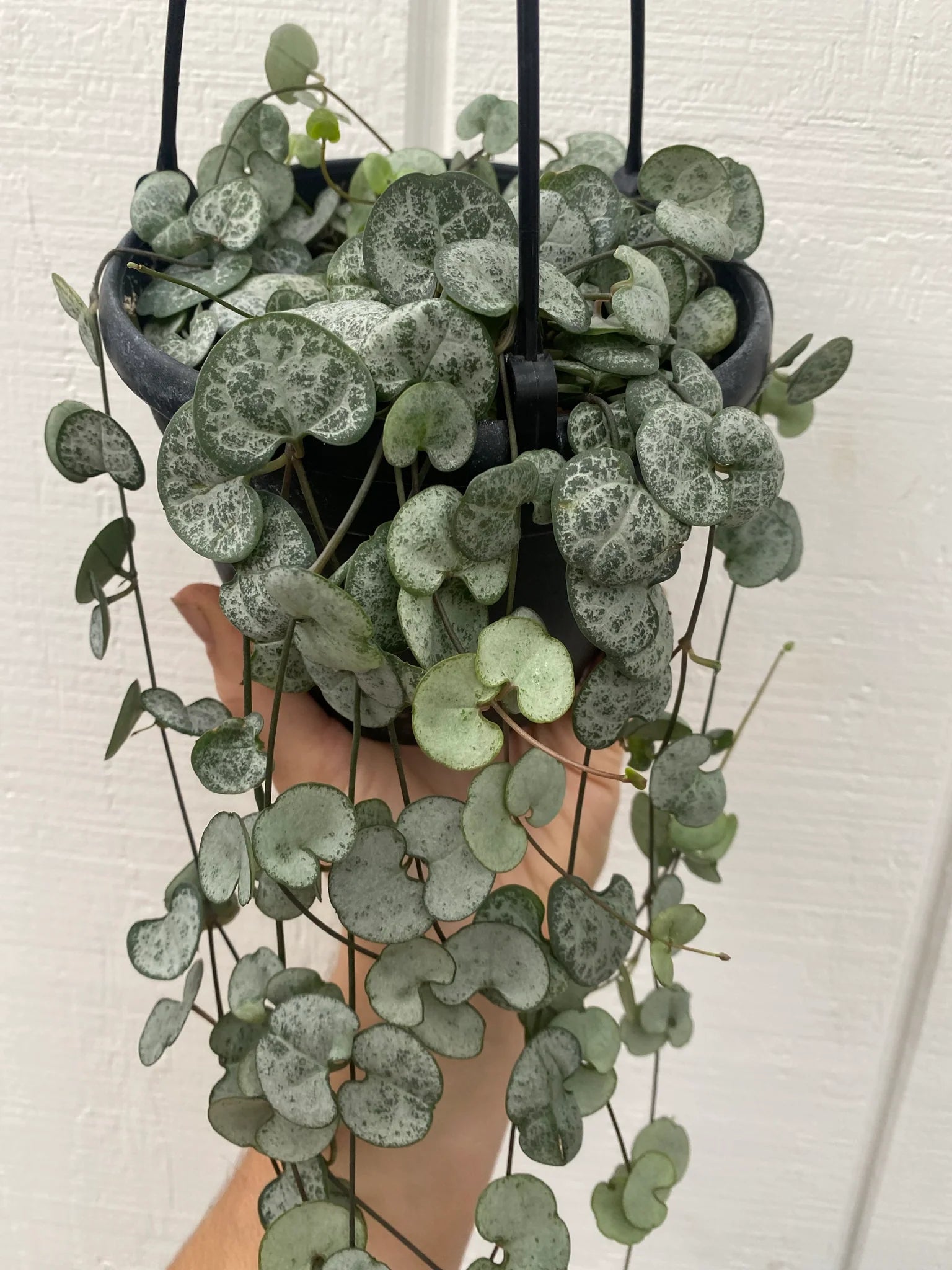String of Hearts 4"