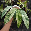 Rhaphidophora Gorillian 4"