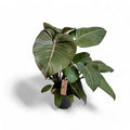 Philodendron Summer Glory 4"