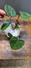 Philodendron Verrucosum 4"