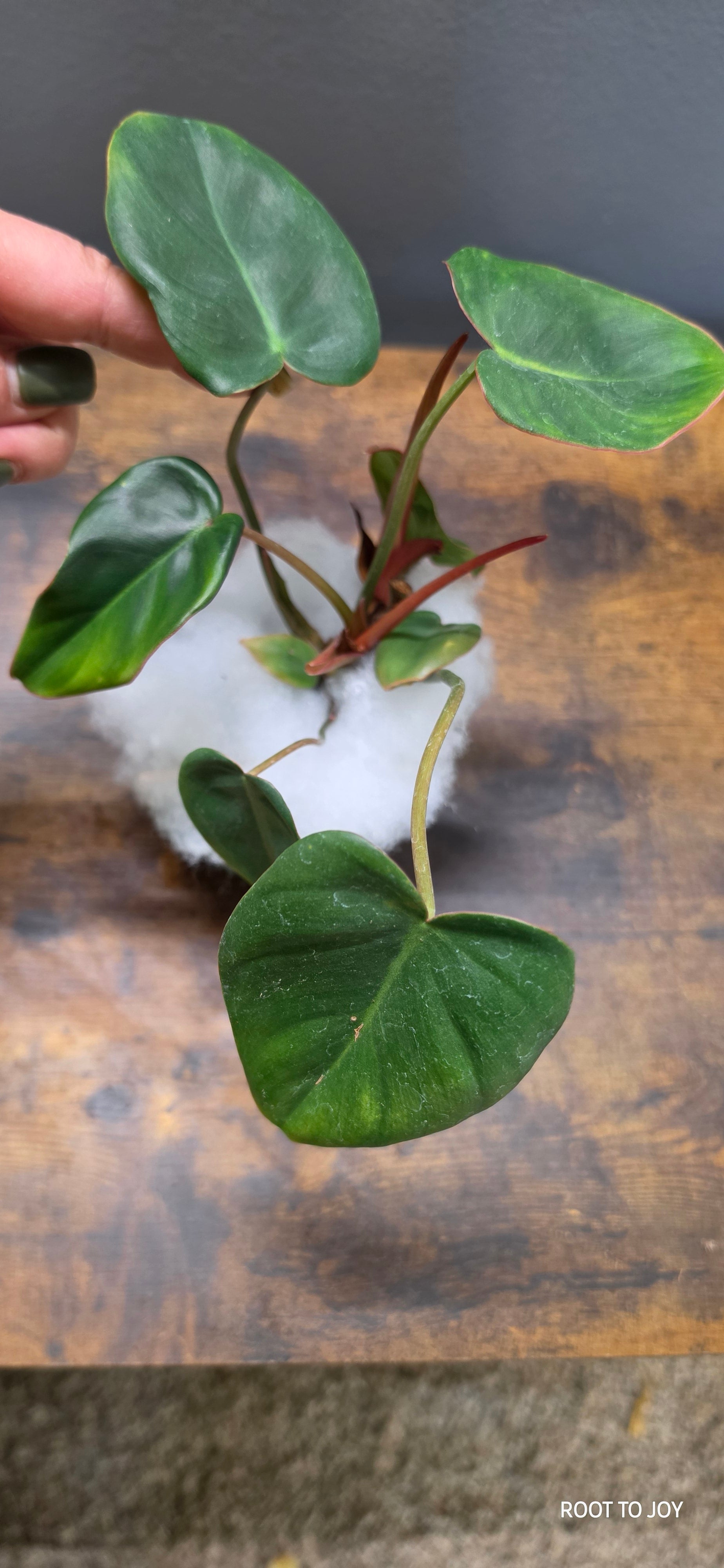 Philodendron Verrucosum 4"