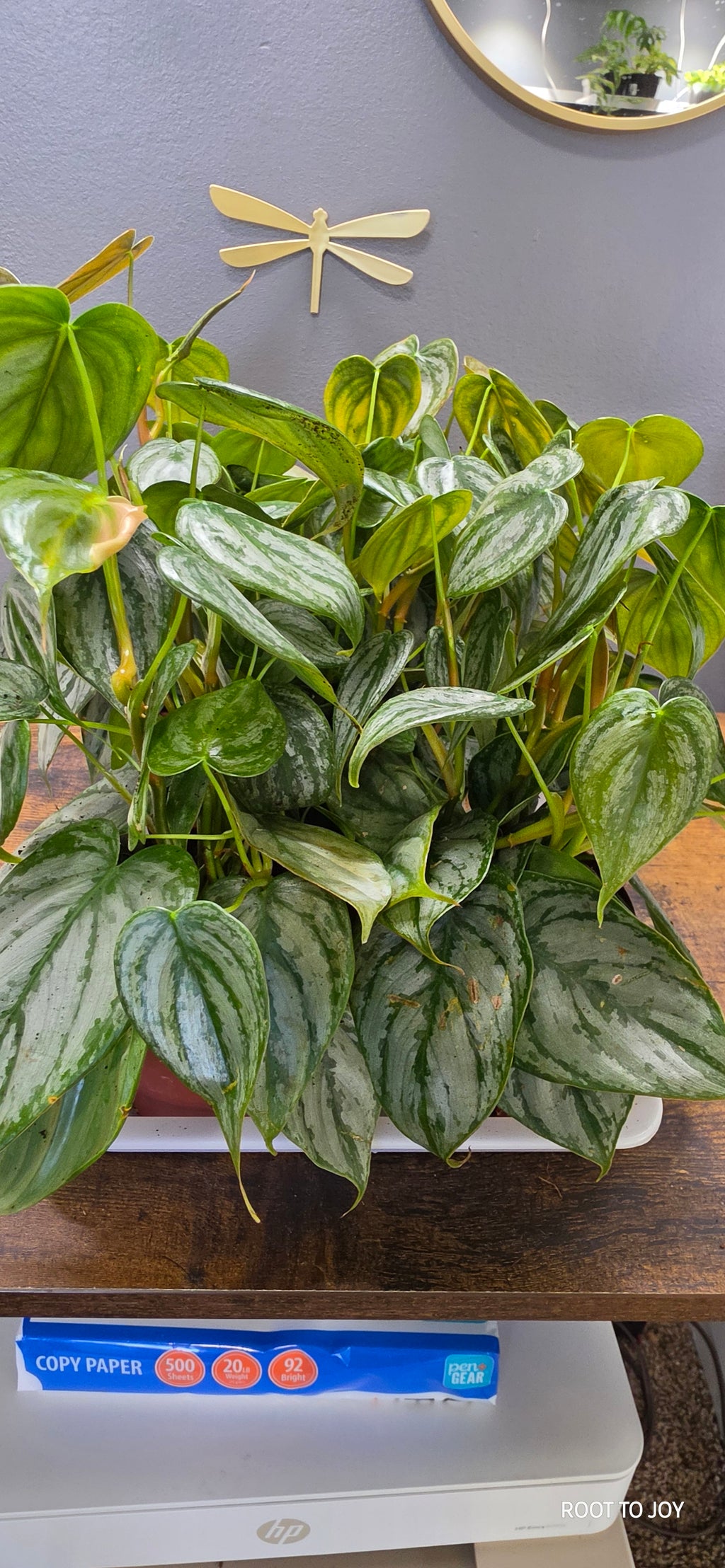 4" Philodendron 'Brandi'