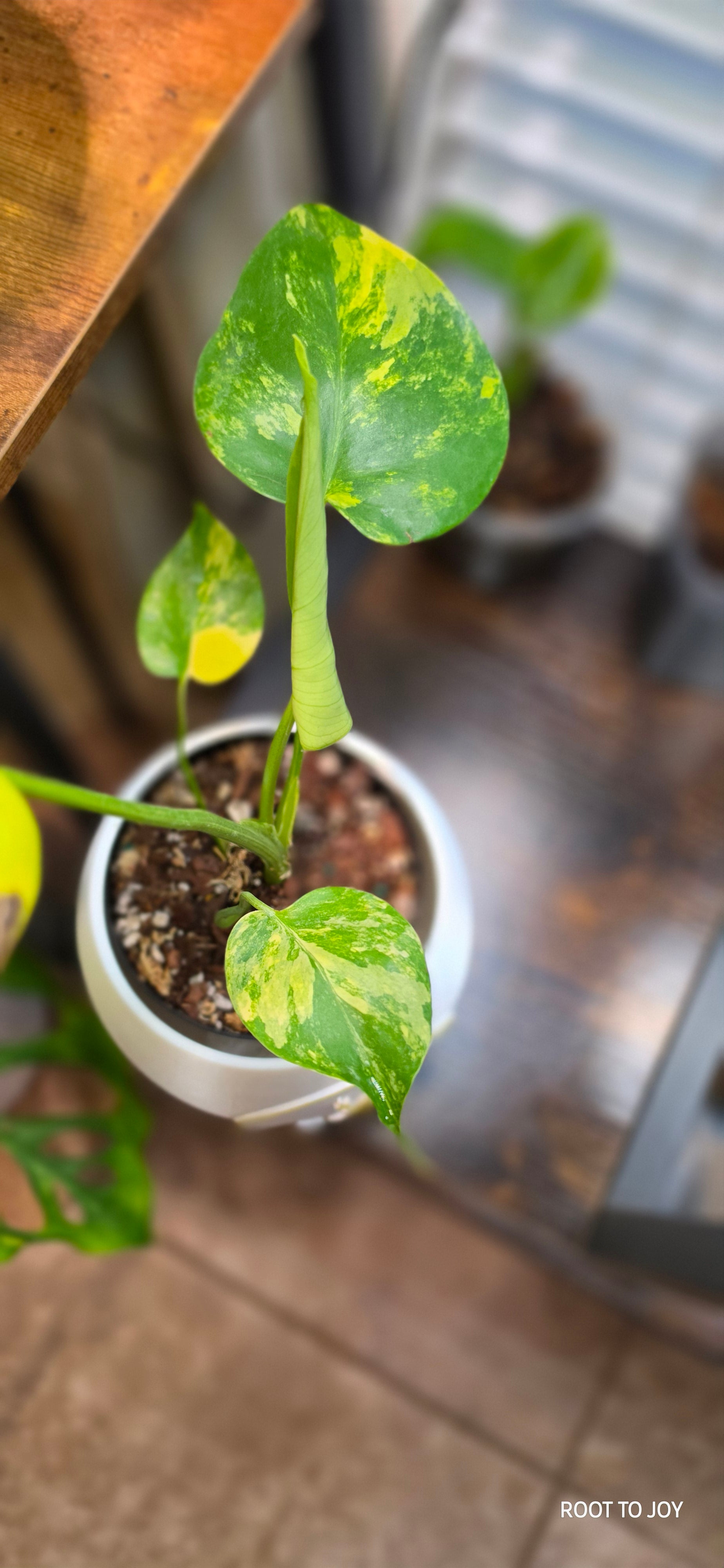 Monstera Yellow Marilyn
