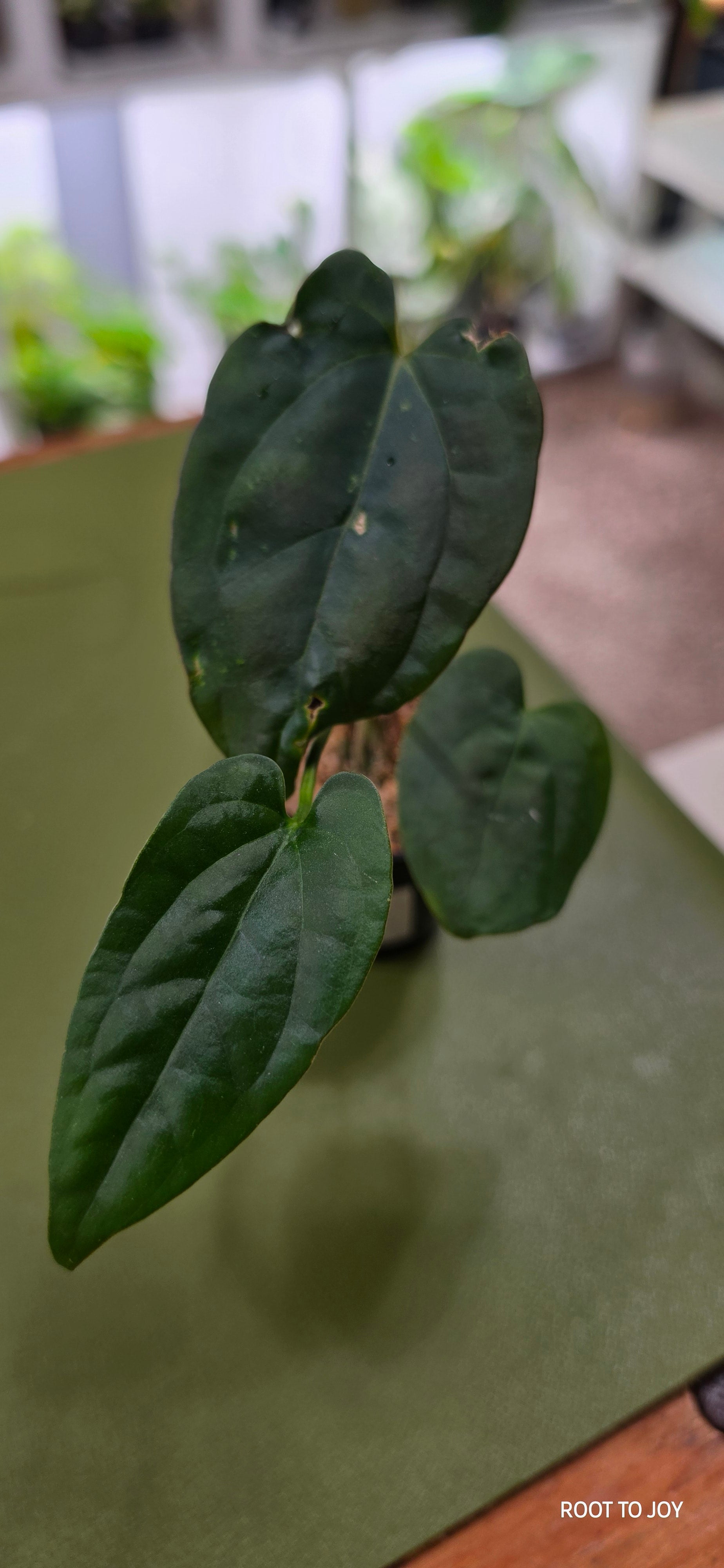 Anthurium Bess Spider x RLFS Seedling