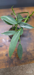 Philodendron Hastatum Narrow 3"