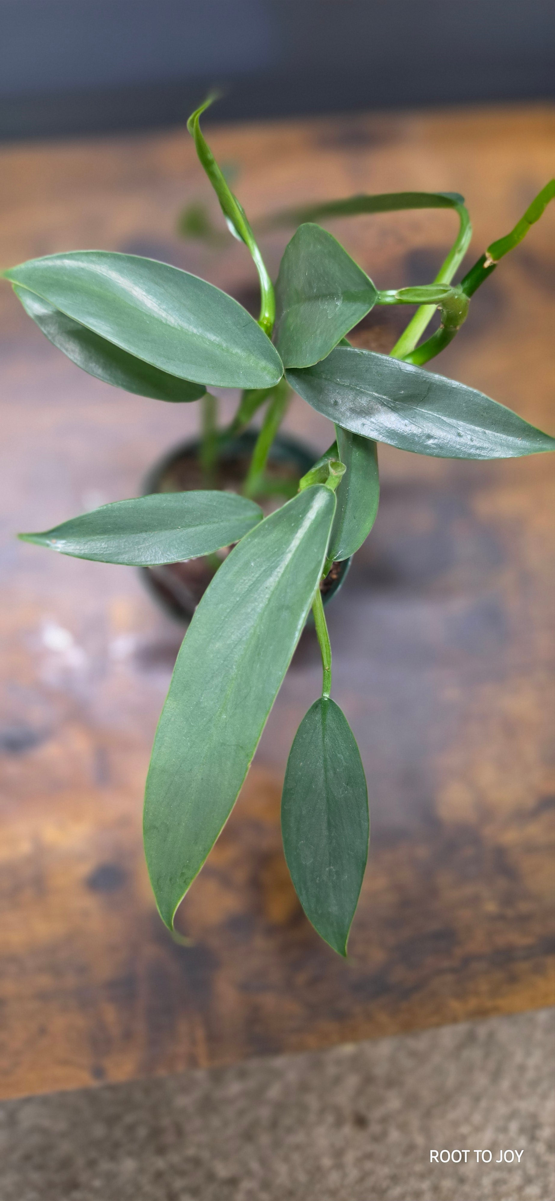 Philodendron Hastatum Narrow 3"