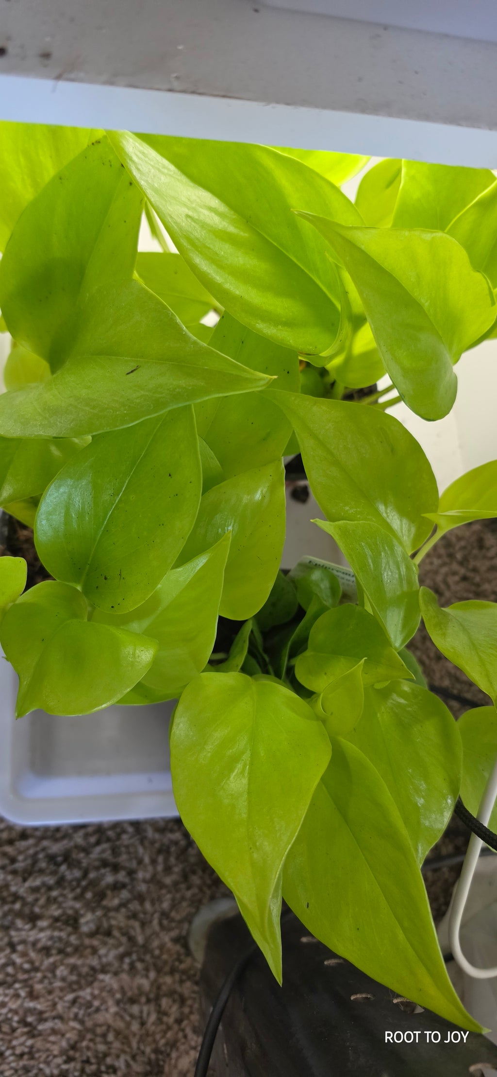 4" Pothos Sao Paulo
