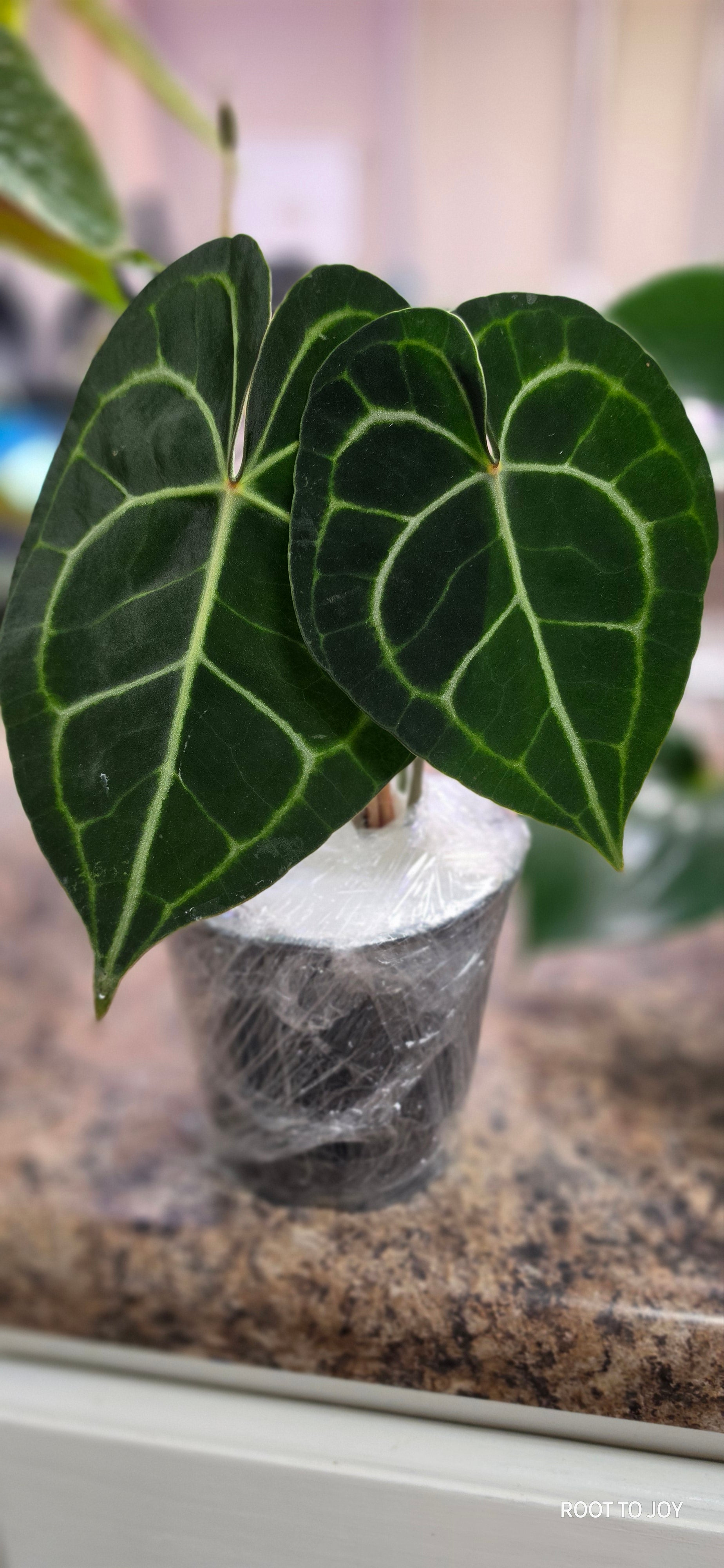 Anthurium Clarinervium 5"