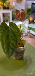 Anthurium Crystal Mag x GY Pap (Seedling)