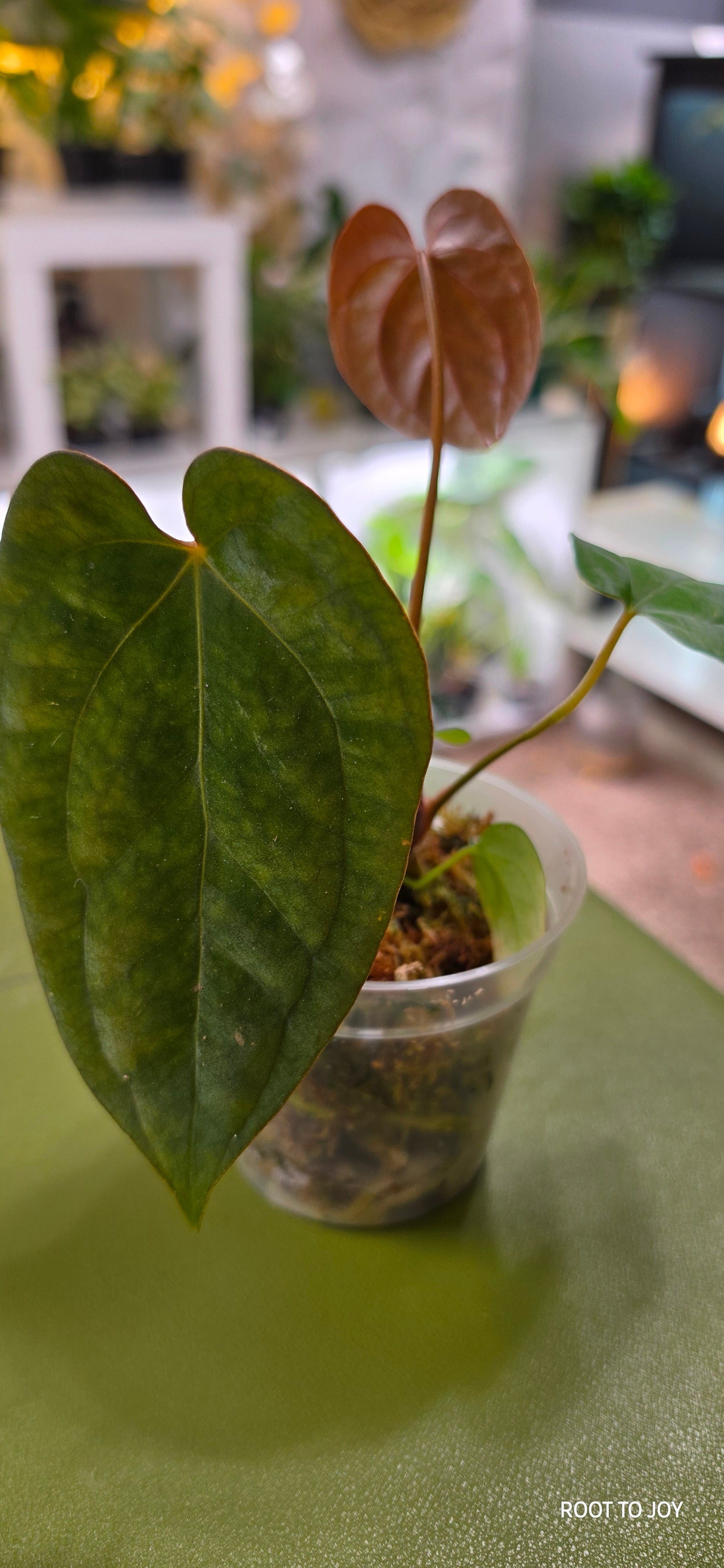 Anthurium Crystal Mag x GY Pap (Seedling)