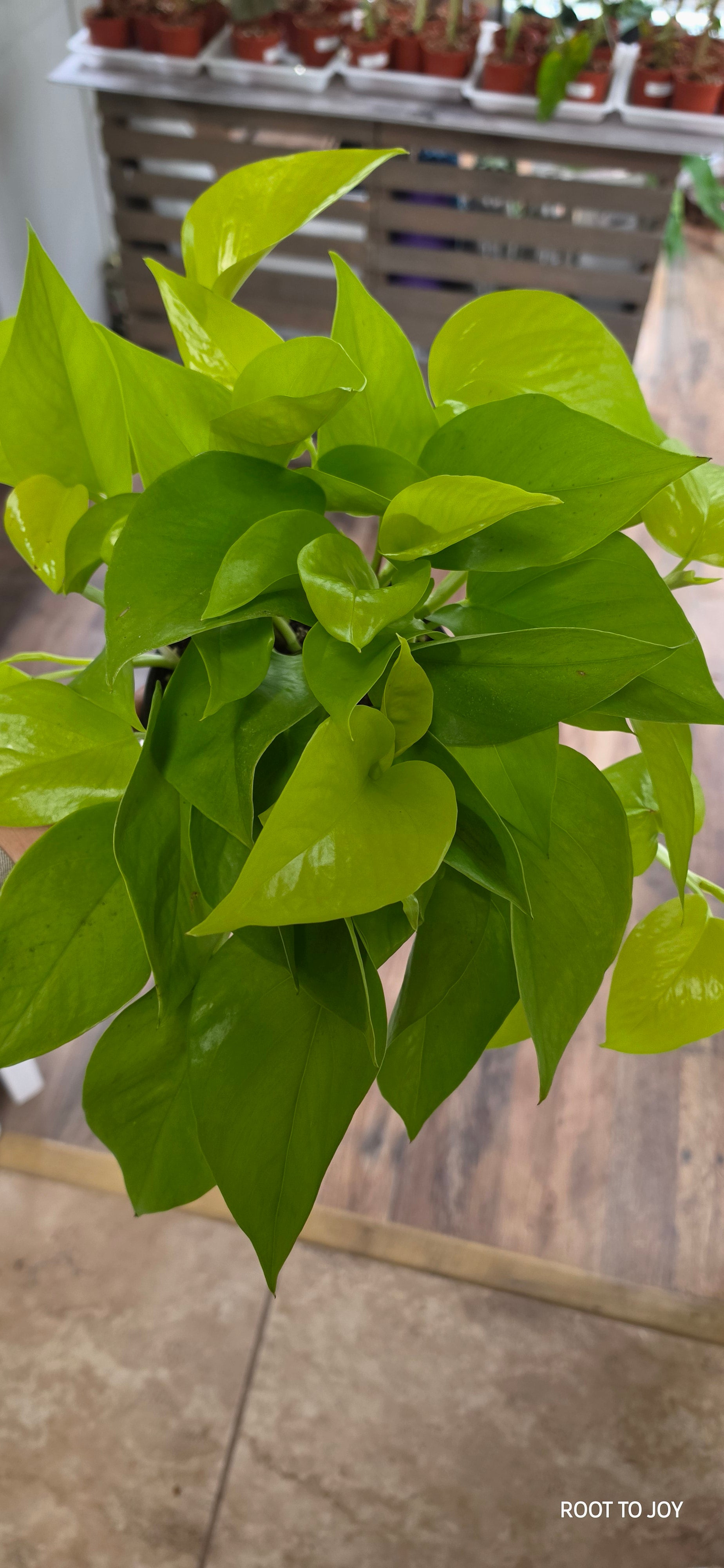 Neon Pothos 6"