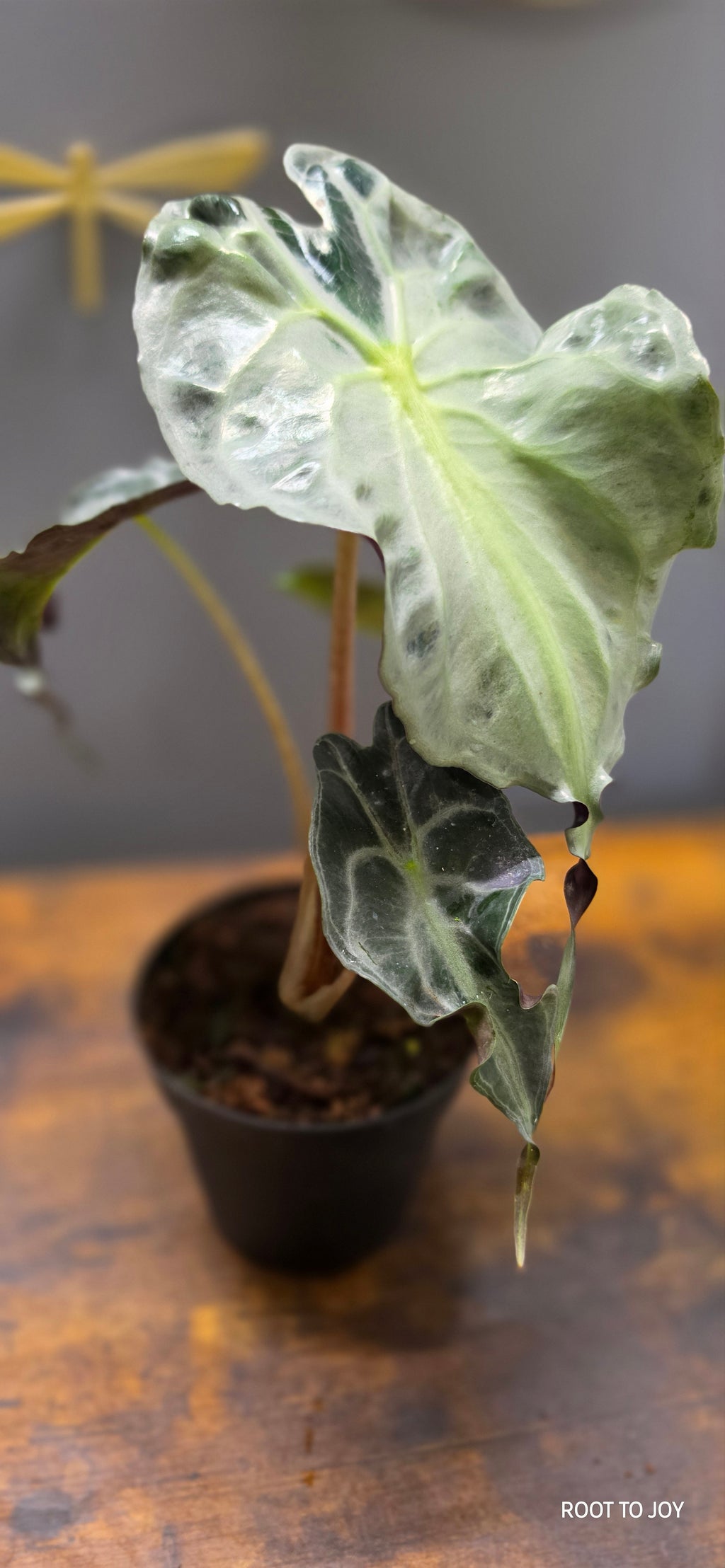 Alocasia Venom 4"