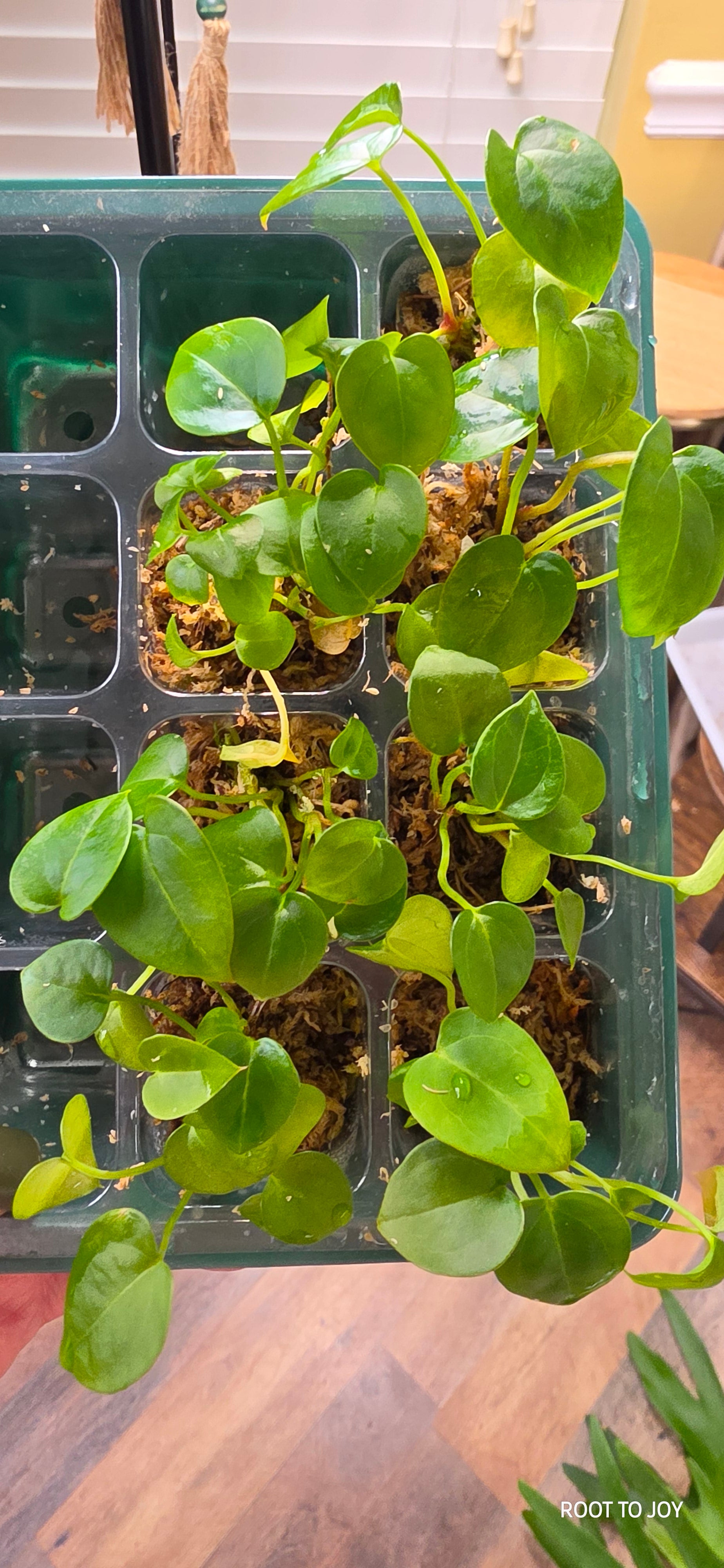 Anthurium Thai Crystal Mag x Forgetti Seedling