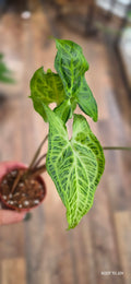 Syngonium Batik Starter
