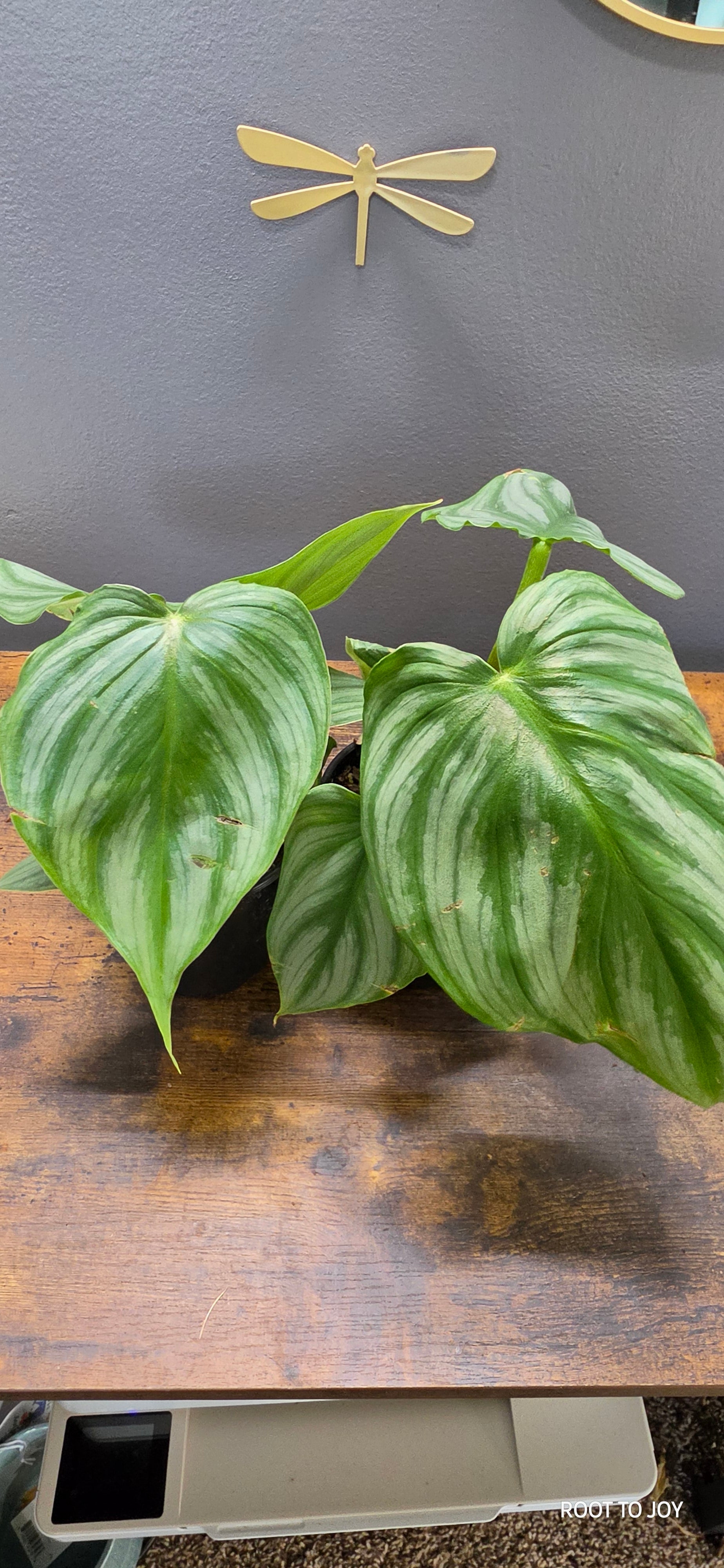 Philodendron Pastazanum x Plowmanii 4"