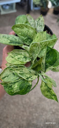 Scindapsus Marble Queen 4"