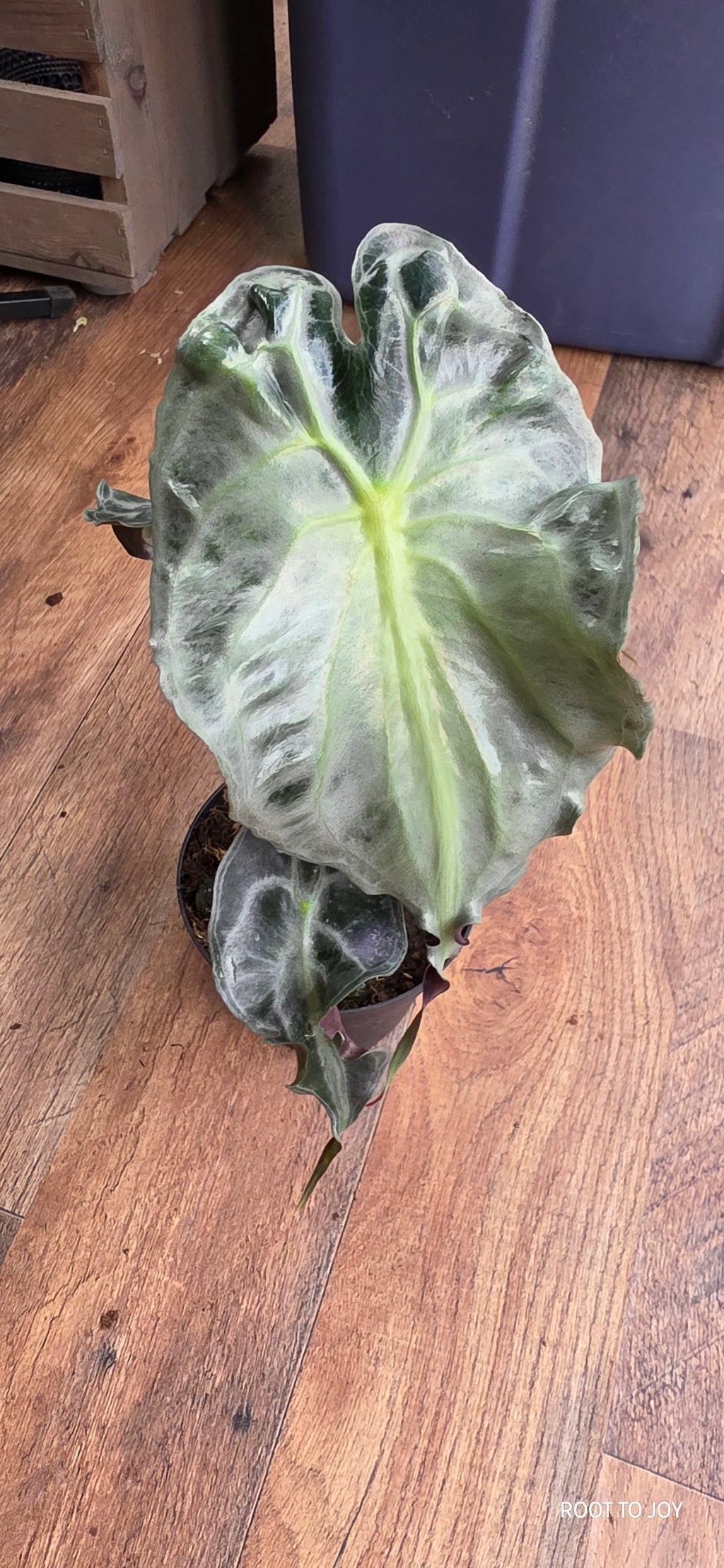 Alocasia Venom 4"