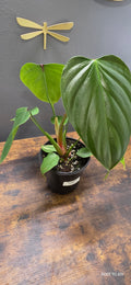 Philodendron Lynamii 4"