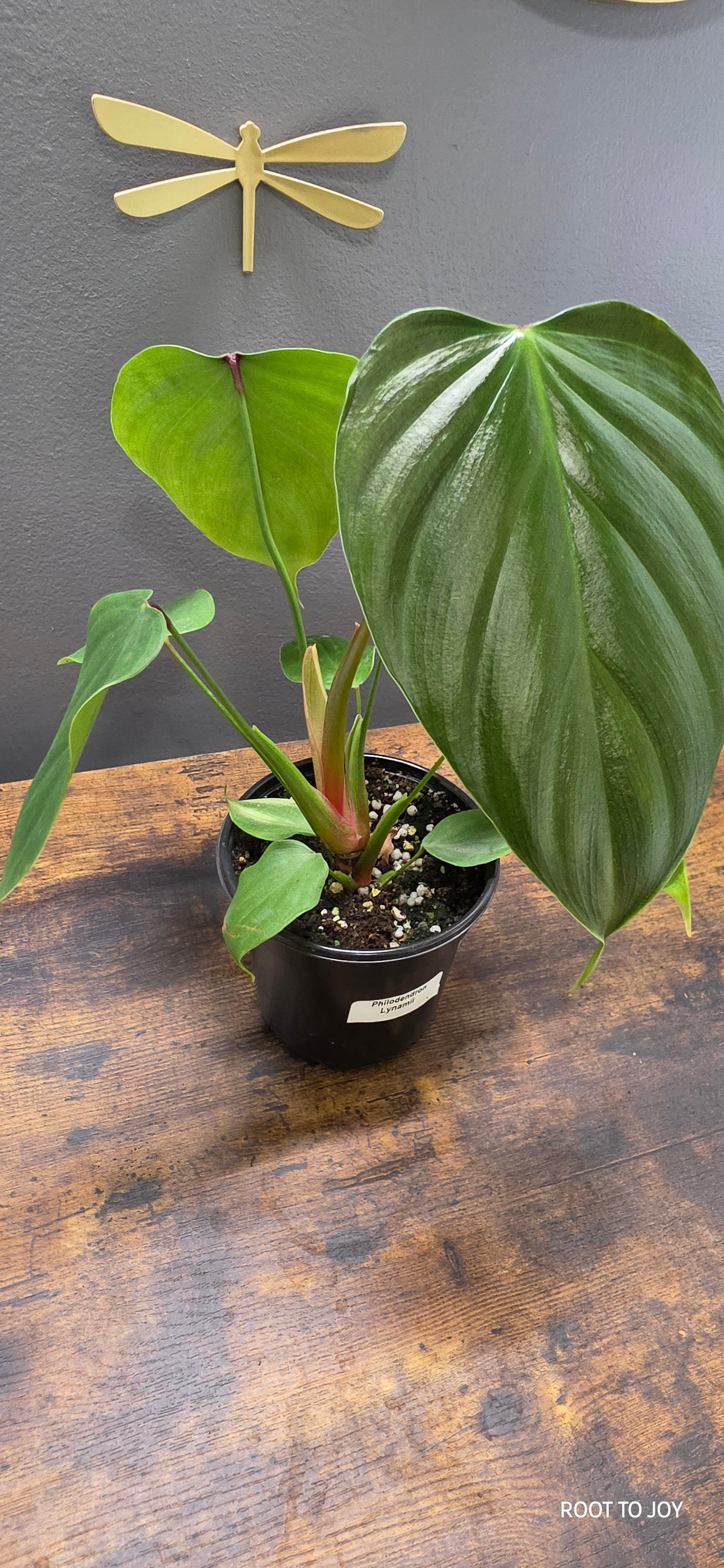 Philodendron Lynamii 4"