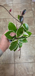 Hoya Flamingo Dream 4"