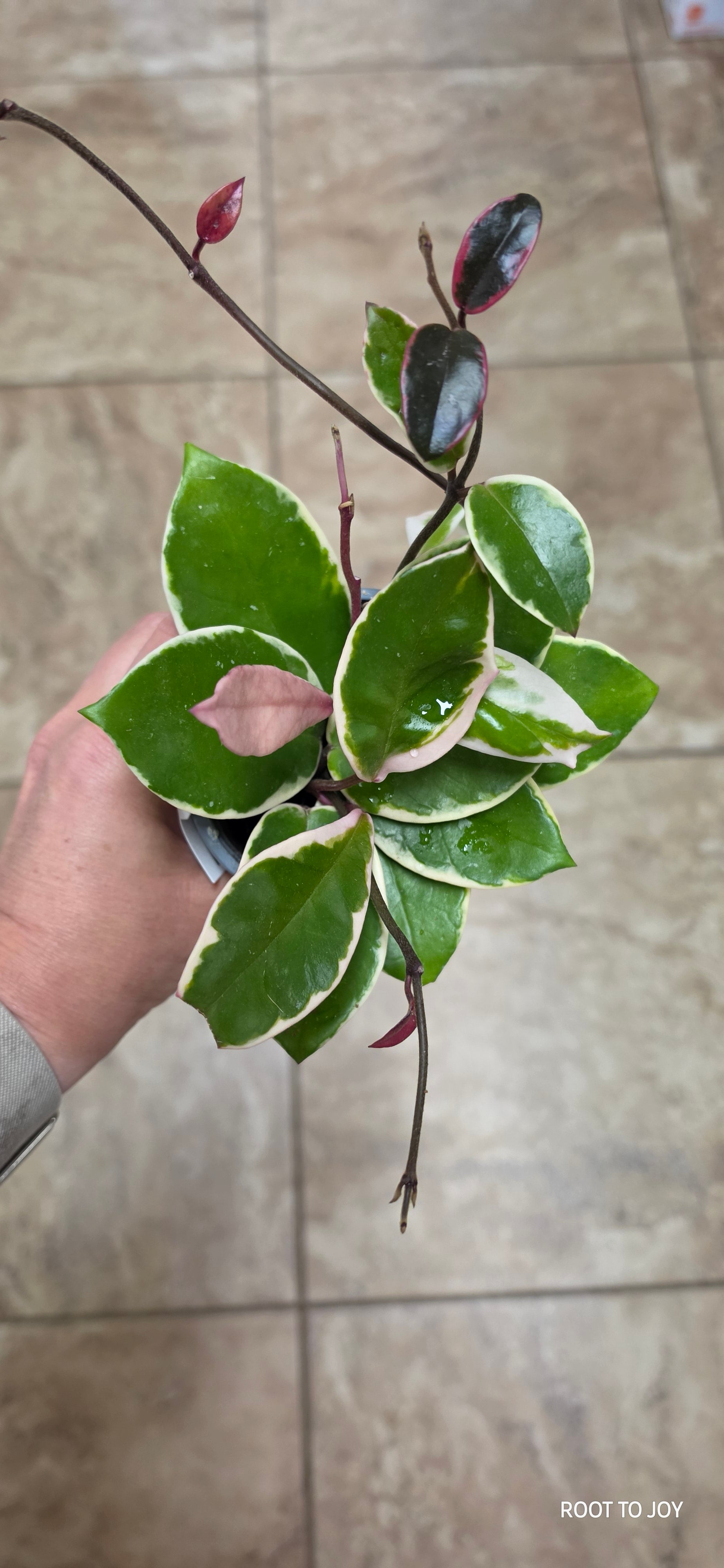 Hoya Flamingo Dream 4"
