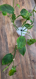 Philodendron Camposportoanum 4"