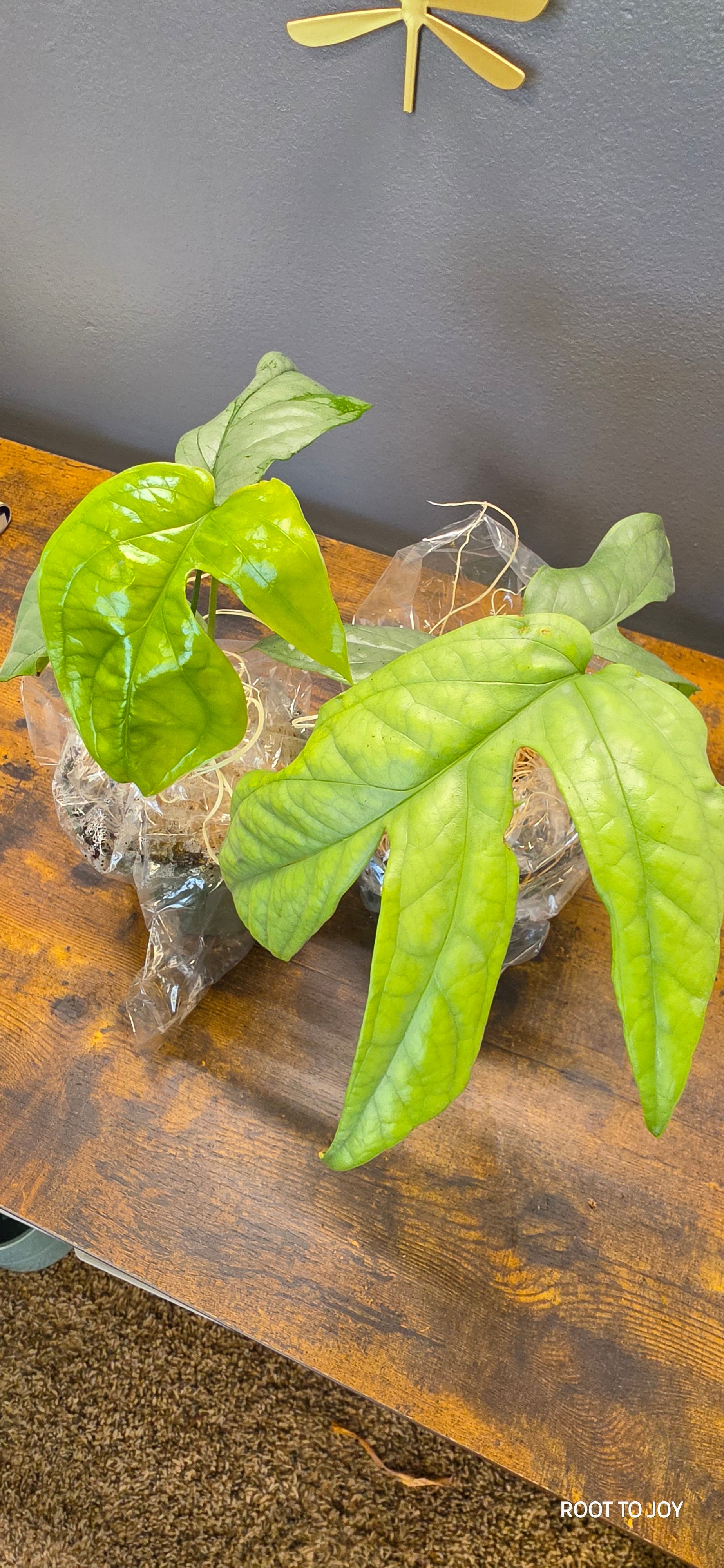 Amydrium 'Silver' - 4" Pot