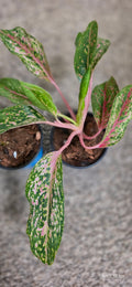 Aglaonema Red Stardust 4"