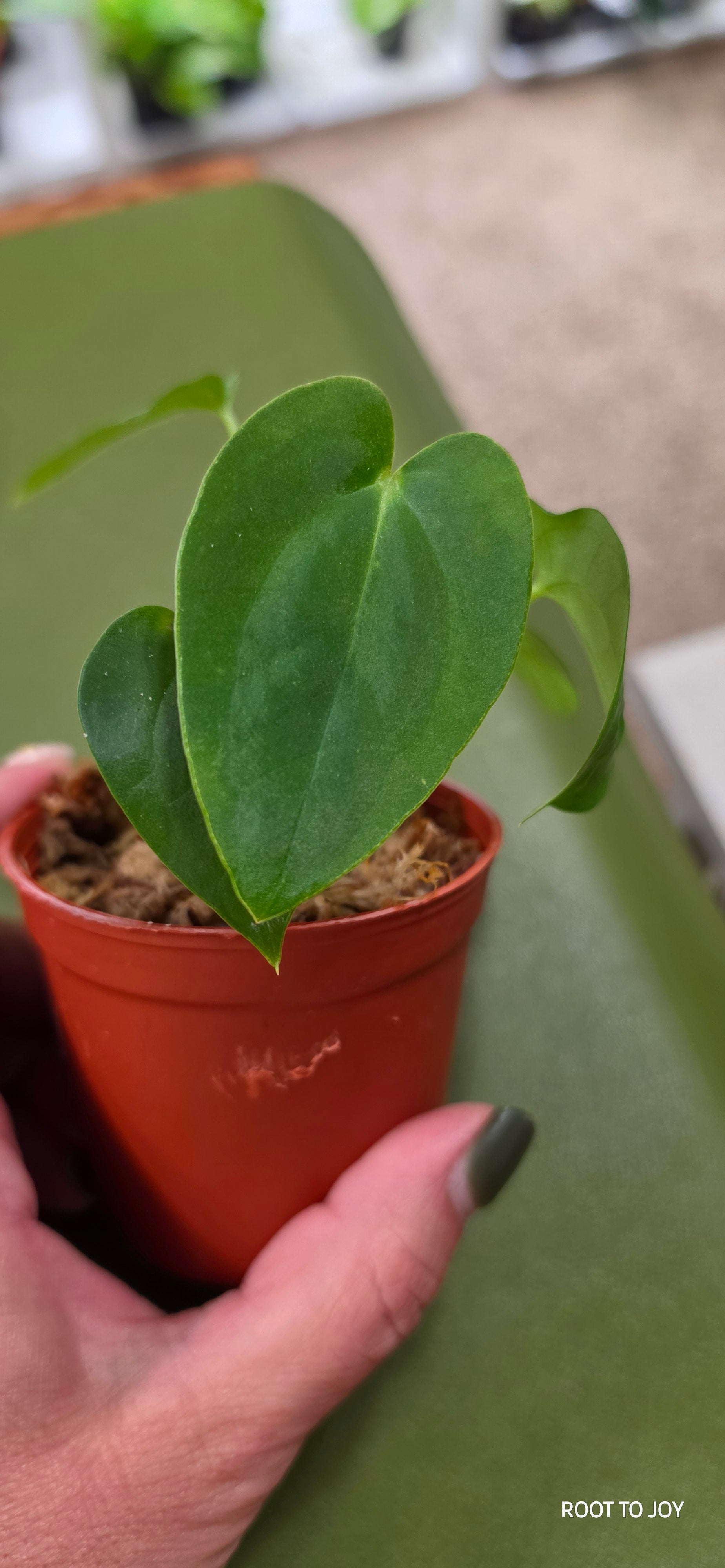 Anthurium Crystal x BVEP Seedling