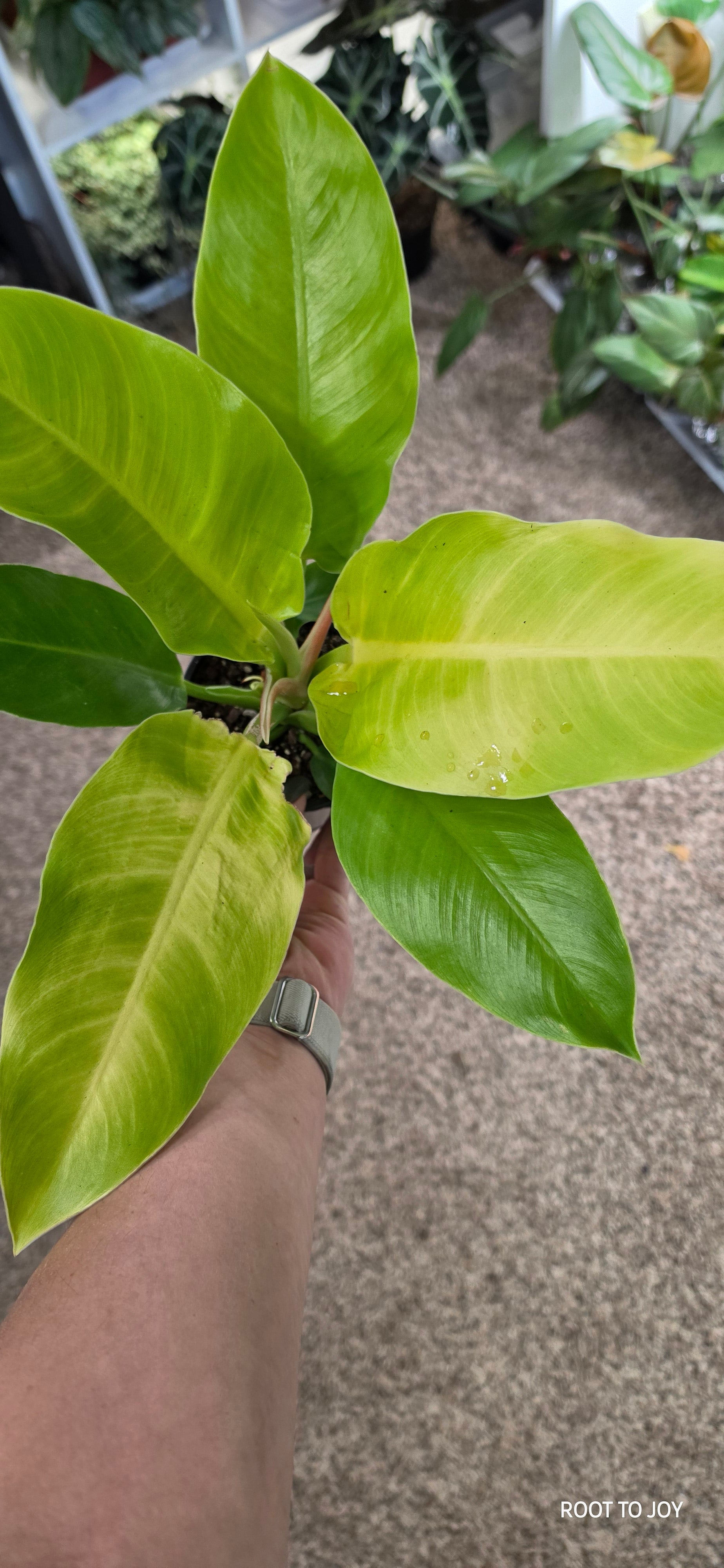 Philodendron Moonlight 4"