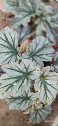 Begonia Looking Glass 6" (Large)