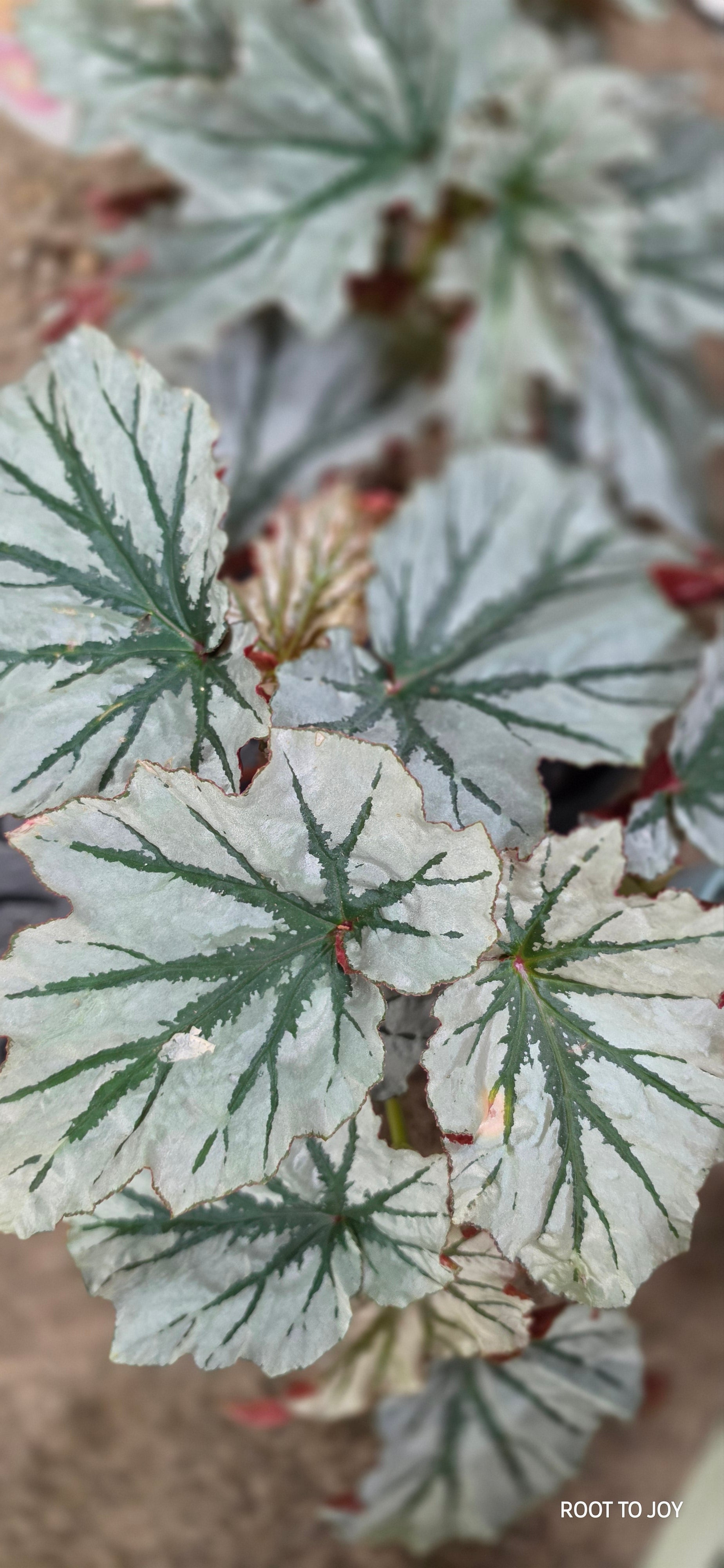 Begonia Looking Glass 6" (Large)