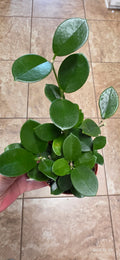 Hoya Australis 4"