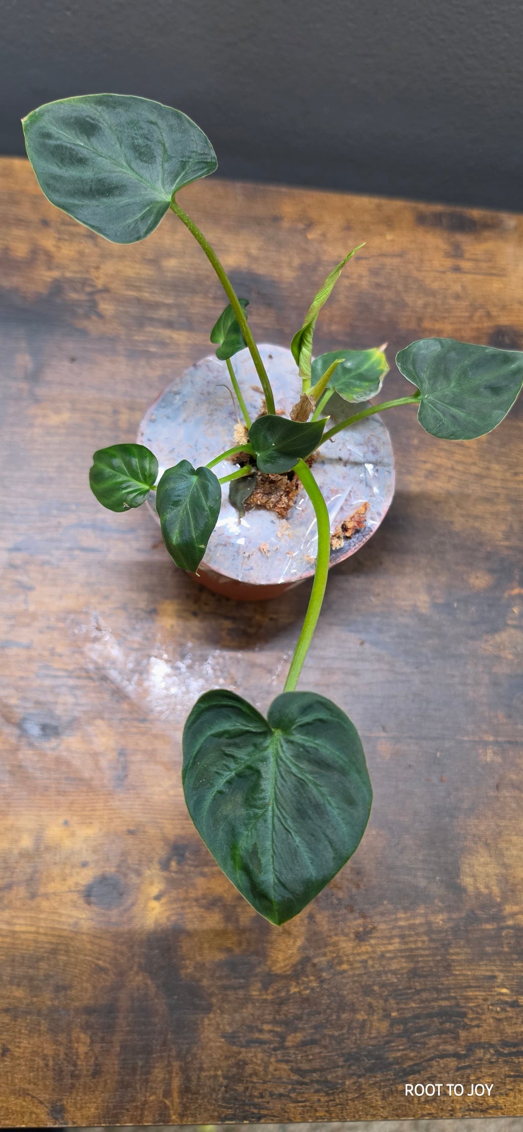 Philodendron Verrucosum 4"