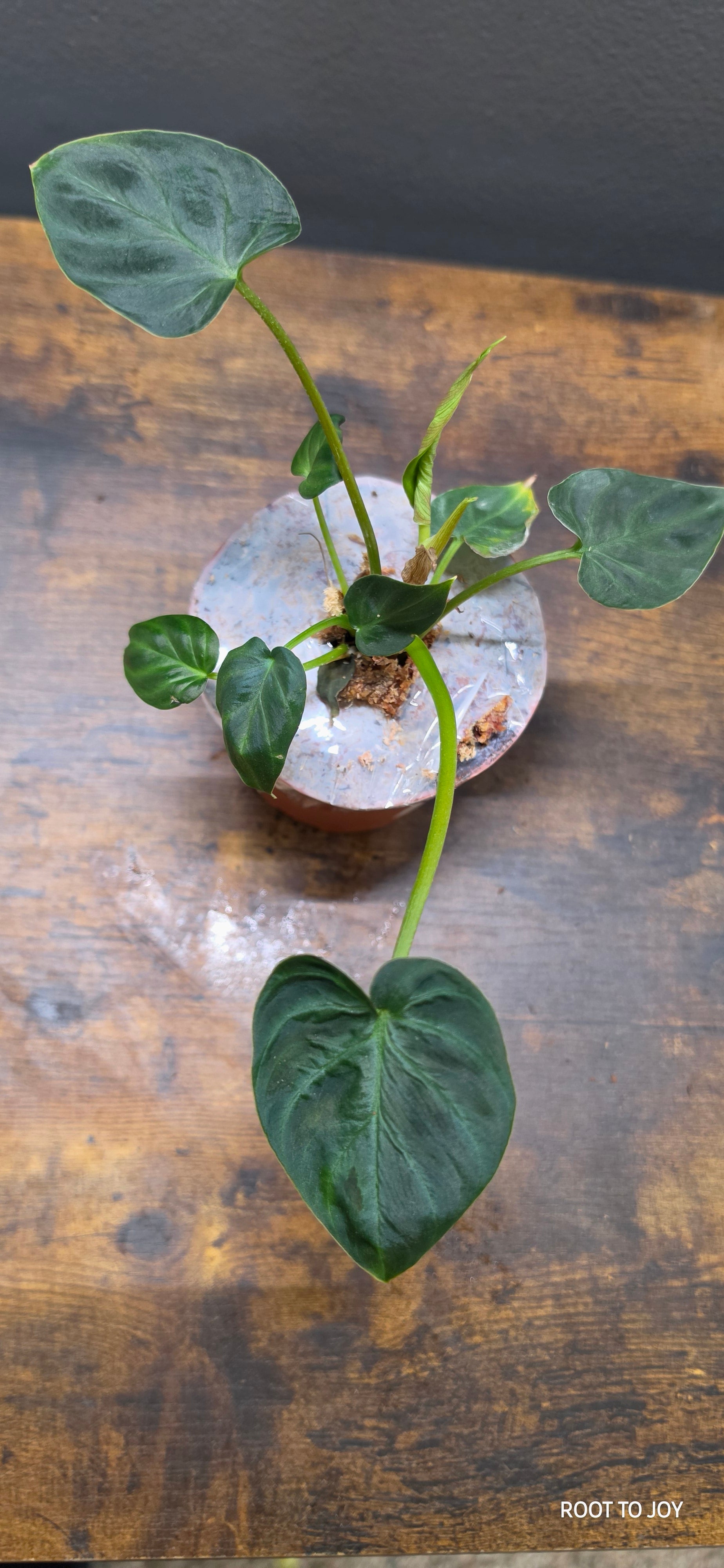 Philodendron Verrucosum 4"