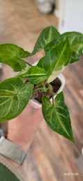Syngonium Variegated Batik