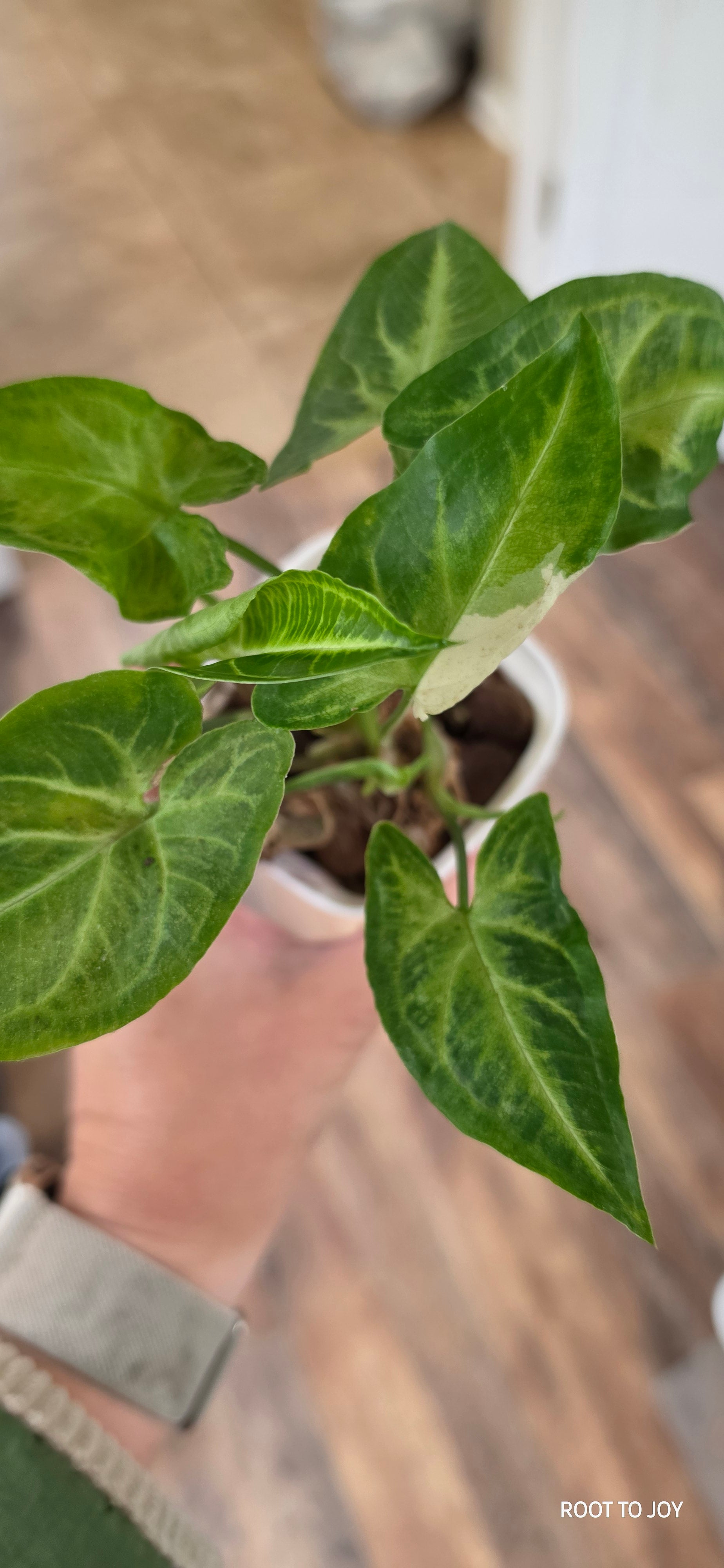 Syngonium Variegated Batik