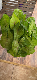 Syngonium Gold Allusion 4"